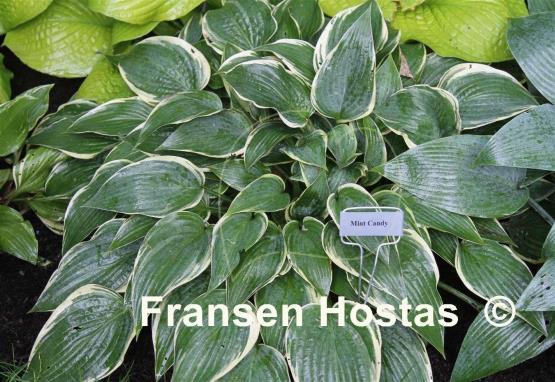 Hosta Mint Candy